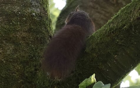 IMG_52367 Rotbraunes Eichhörnchen lässt sich den Kirsch-Ast runtergleiten sn bv vf v2 lf.JPG