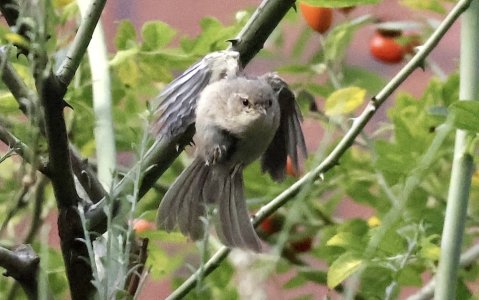 IMG_53880 Zilpzalp fliegt nach dem Putzen nach vorn im Besenginster sn bv vf v2 lf.jpg