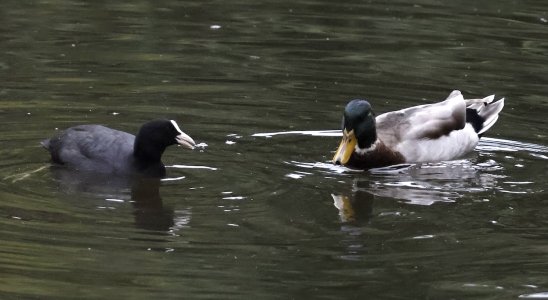 IMG_65804 Blässralle mit Stockenten-Begleitung bes. ein Erpel auf See sn bv vf v2.jpg