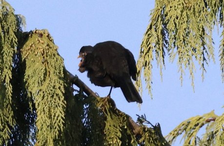 IMG_67761 Amsel-Hahn auf Fichte sn bv vf v2.jpg