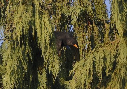 IMG_67764 Amsel-Hahn Flug von Fichte sn bv vf v2.jpg