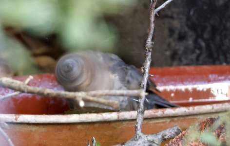 IMG_68748 Amsel-JV badet sn bv vf v2.jpg