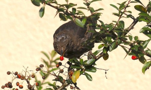 IMG_67502 Amsel-JV Feuerdorn-Beere sn bv vf v2.jpg