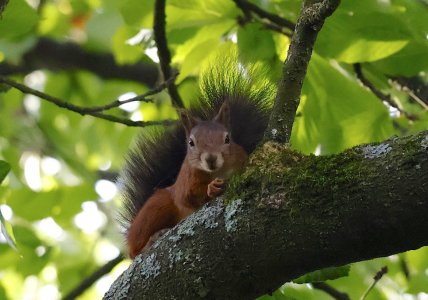 IMG_69485 Schwarzschwänziges Eichhörnchen in Kirsche sn bv vf v2.jpg