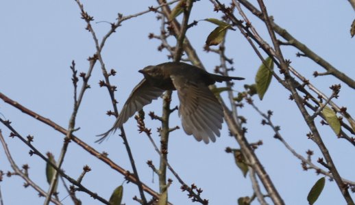 IMG_69686 Amsel-JV Flug vom blätterarmen Eck-Baum Kirsche sn bv vf v2.jpg