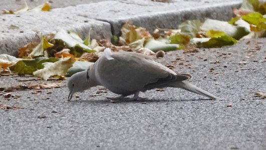 IMG_70108 Türkentaube auf Straße nähe Graben sn bv vf v2.jpg