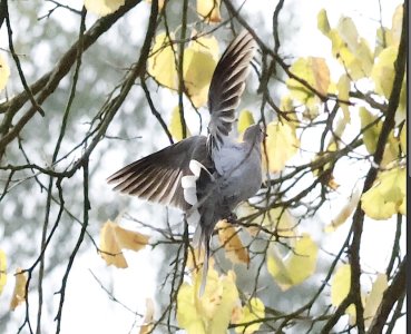 IMG_70258 Türkentaube fliegt auf von Straße nähe Graben sn bv vf v2.jpg