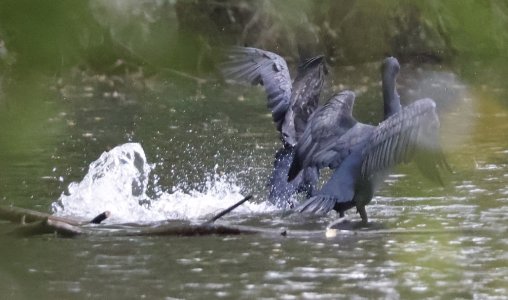 IMG_71399 Kormorane aufm See 1 Wasserlaufen zum Flug sn bv vf v2.jpg